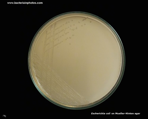 mueller hinton agar with ecoli